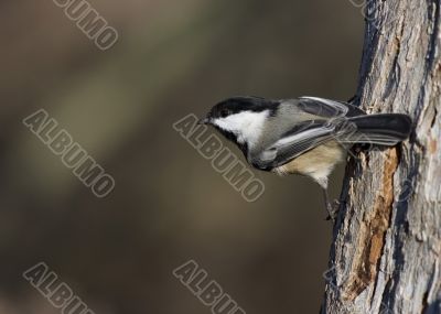 Black-capped Chickadee (Parus atricapillus)