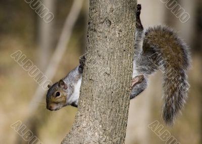 Grey Squirrel (Sciurus carolinensis)