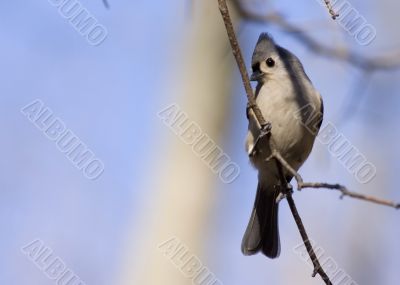 Tufted Titmouse (Parus bicolor)