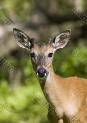 Buck Whitetail Deer (Odocoileus virginianus)