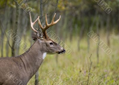 Buck Whitetail Deer (Odocoileus virginianus)