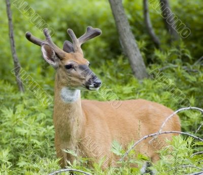 Buck Whitetail Deer (Odocoileus virginianus)