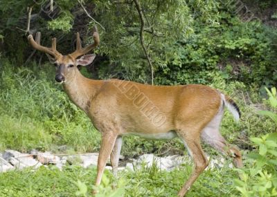 Buck Whitetail Deer (Odocoileus virginianus)