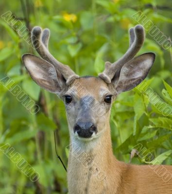 Buck Whitetail Deer (Odocoileus virginianus)