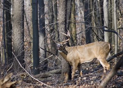 Buck Whitetail Deer (Odocoileus virginianus)