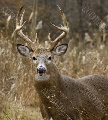 Buck Whitetail Deer (Odocoileus virginianus)