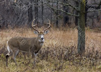 Buck Whitetail Deer (Odocoileus virginianus)