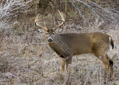 Buck Whitetail Deer (Odocoileus virginianus)