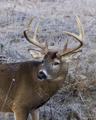 Buck Whitetail Deer (Odocoileus virginianus)