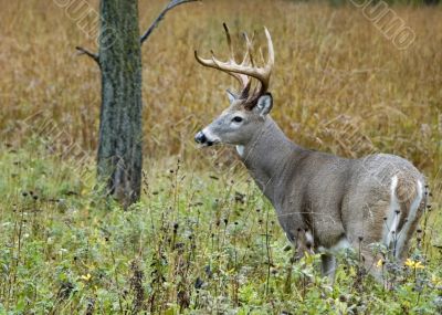 Buck Whitetail Deer (Odocoileus virginianus)