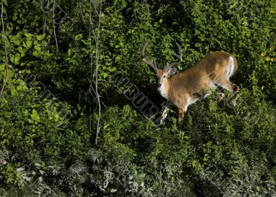 Buck Whitetail Deer (Odocoileus virginianus)