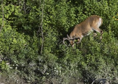 Buck Whitetail Deer (Odocoileus virginianus)