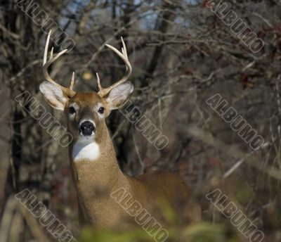 Buck Whitetail Deer (Odocoileus virginianus)