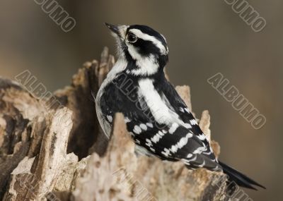 Downy Woodpecker (Picoides pubescens)