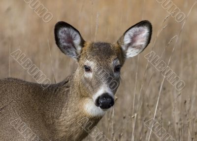 Button Buck Whitetail Deer (Odocoileus virginianus)