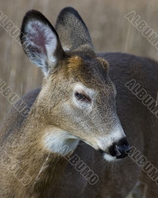 Button Buck Whitetail Deer (Odocoileus virginianus)