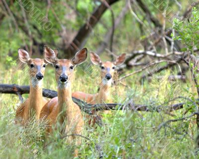 Whitetail Deer  Doe(Odocoileus virginianus)