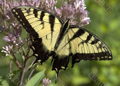 Eastern Tiger Swallowtail (Papilio glaucus)