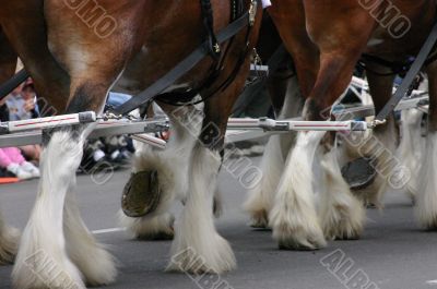 Horse team, hooves & fetlocks