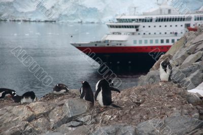 Gentoo penguin rookery with cruise ship