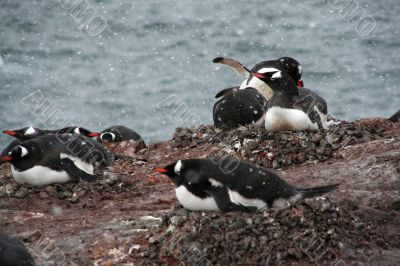 Gentoo penguins, nesting, light snow storm