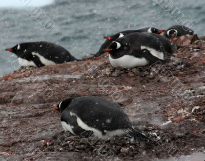 Gentoo penguins, nesting, light snow storm