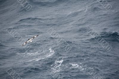 Cape  Petrel flock