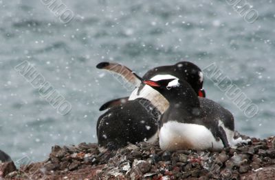 Gentoo penguins, nesting, light snow storm