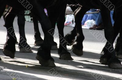 Horse team, hooves & fetlocks