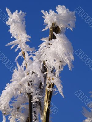 Frost
