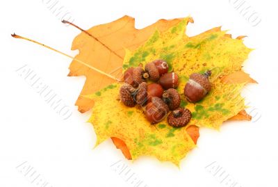 acorns and leaves