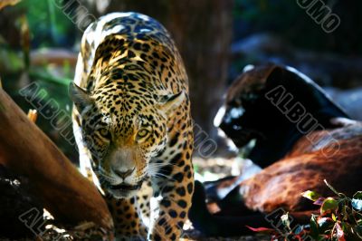 Jaguar Prowling