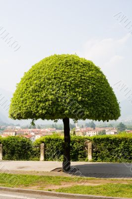 Tree on the italy city