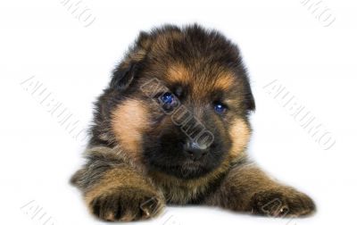 laying puppy on a white background