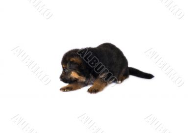 puppy isolated over white background
