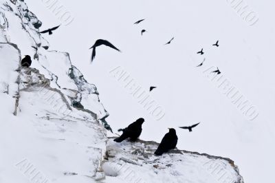 Flock of Alpine chough