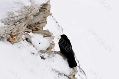 Alpine chough