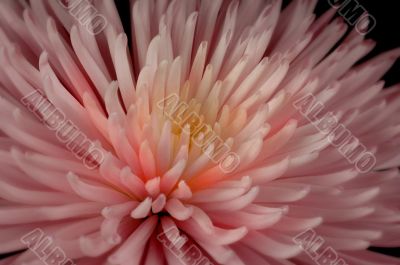 Pink Spider Mum