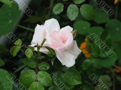 White rose on green leaves