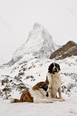 St. Bernardine dogs sitting near Matterhorn