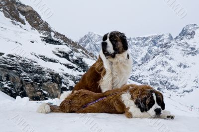 St. Bernardine dogs