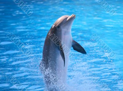 A Dolphin