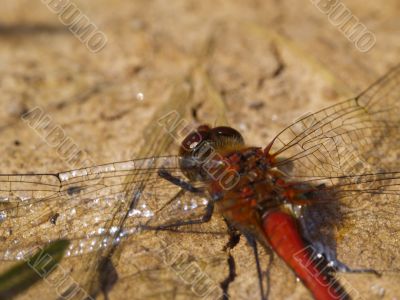 red dragonfly