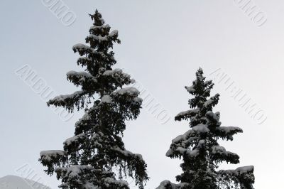 Pines covered with snow