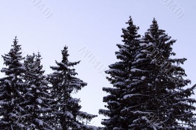 Pines covered with snow