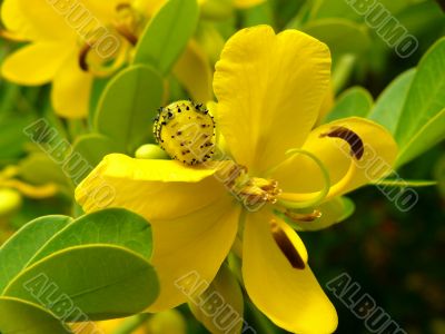 Yellow Worm & Flower