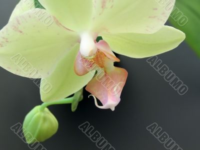Yellow orchid