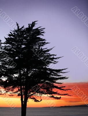 Tree on a beach at a sunset