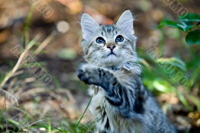 Outside Portrait of a cute kitten playing
