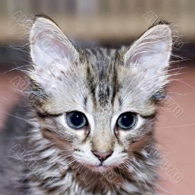 Portrait of a cute kitten